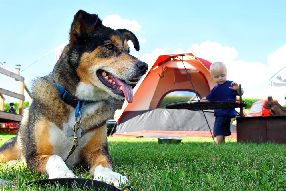 4Pfoten-Urlaub Zelten mit Hund im Urlaub