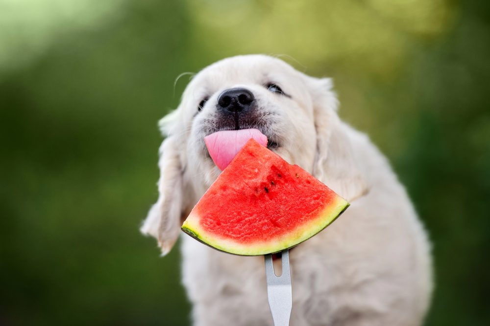 4Pfoten-Urlaub Hund frisst Melone
