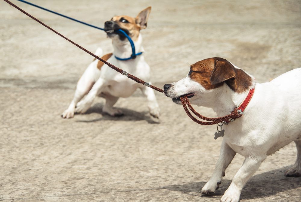 4Pfoten-Urlaub Hunde an Leine