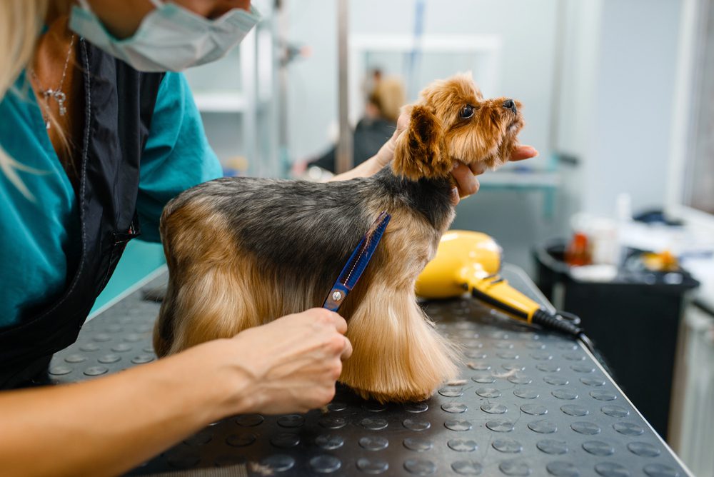 4Pfoten-Urlaub Hundefriseur