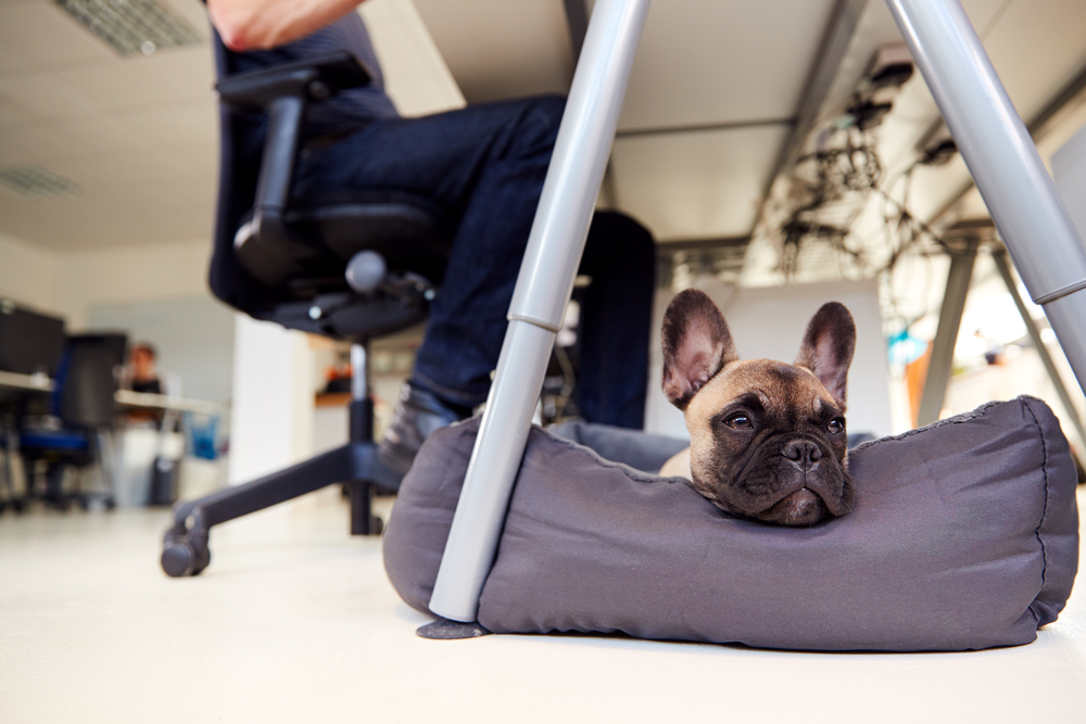 4Pfoten-Urlaub Bürohund