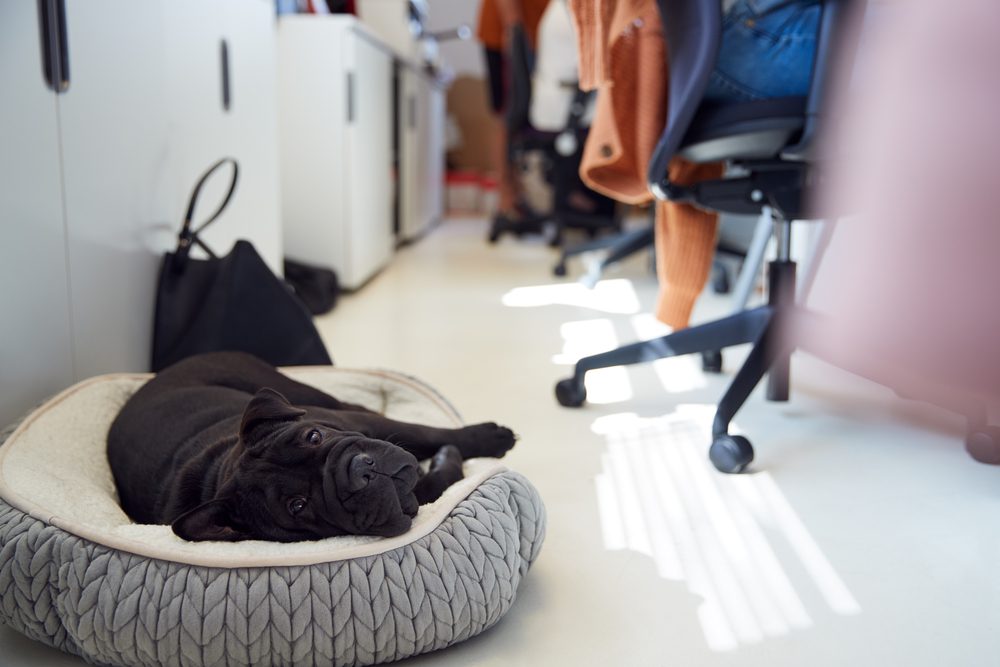 4Pfoten-Urlaub mit dem Hund ins Büro