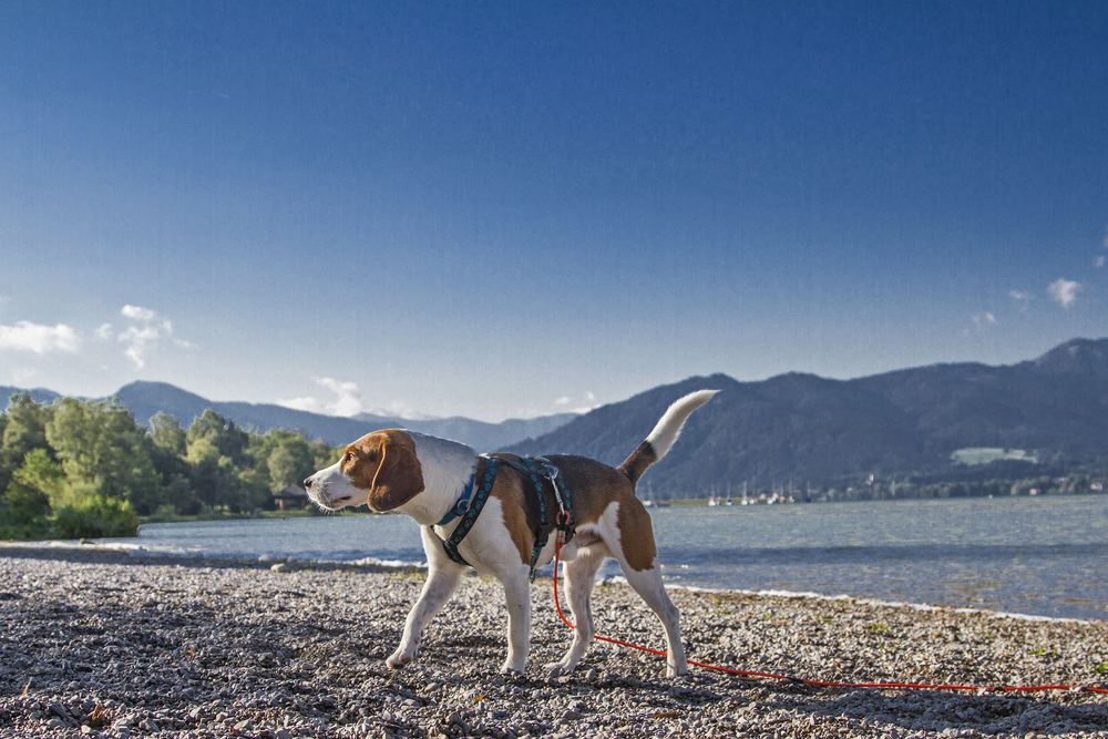 4Pfoten-Urlaub Hund am Wasser
