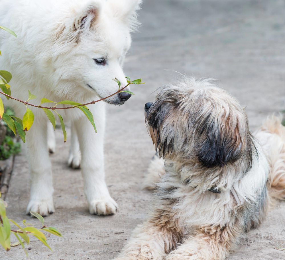 4Pfoten-Urlaub Hundekontakt