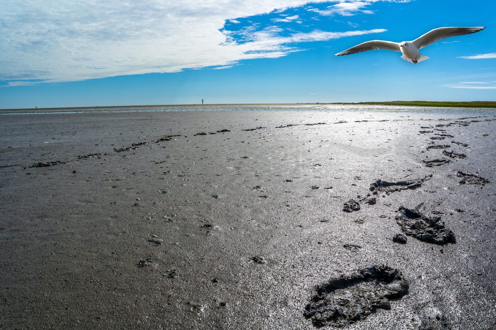 4Pfoten-Urlaub Wandern mit Hund im Watt