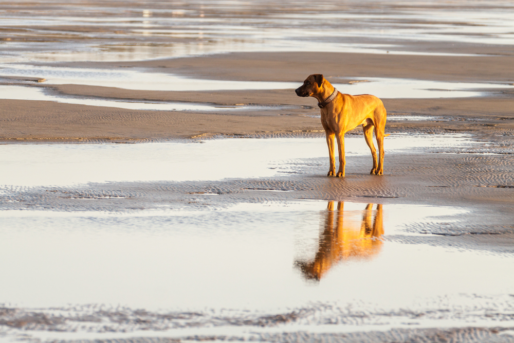 4Pfoten-Urlaub mit dem Hund im Watt unterwegs