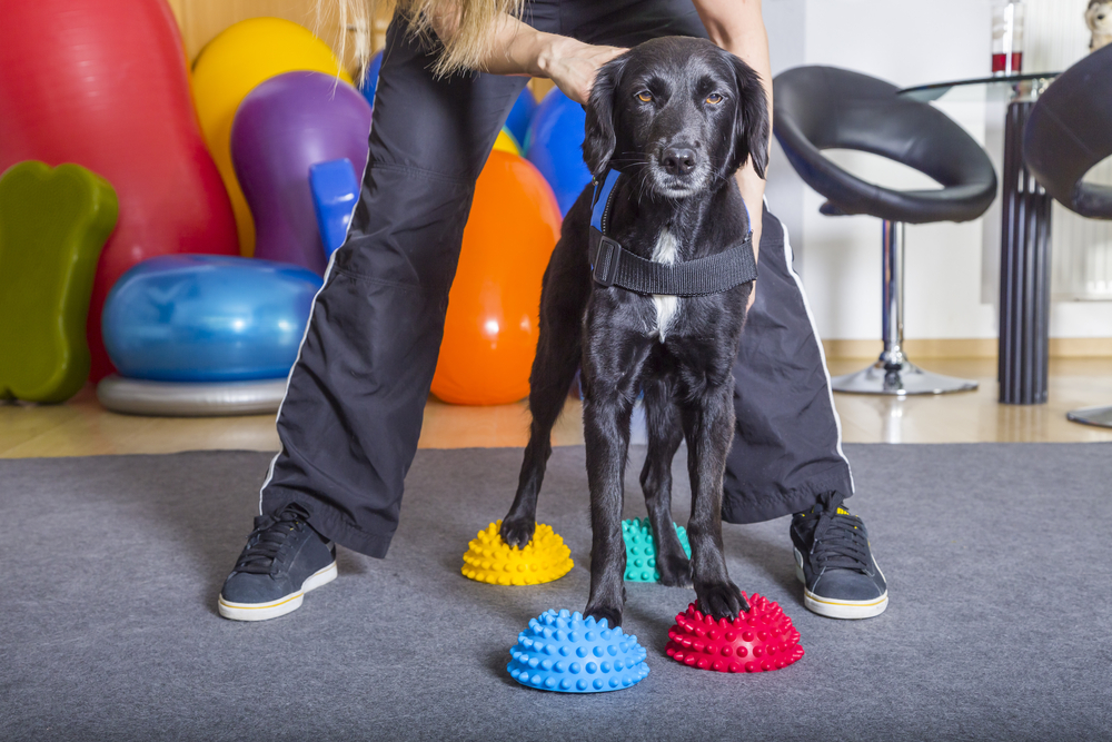 4Pfoten-Urlaub Physiotherapie für Hunde