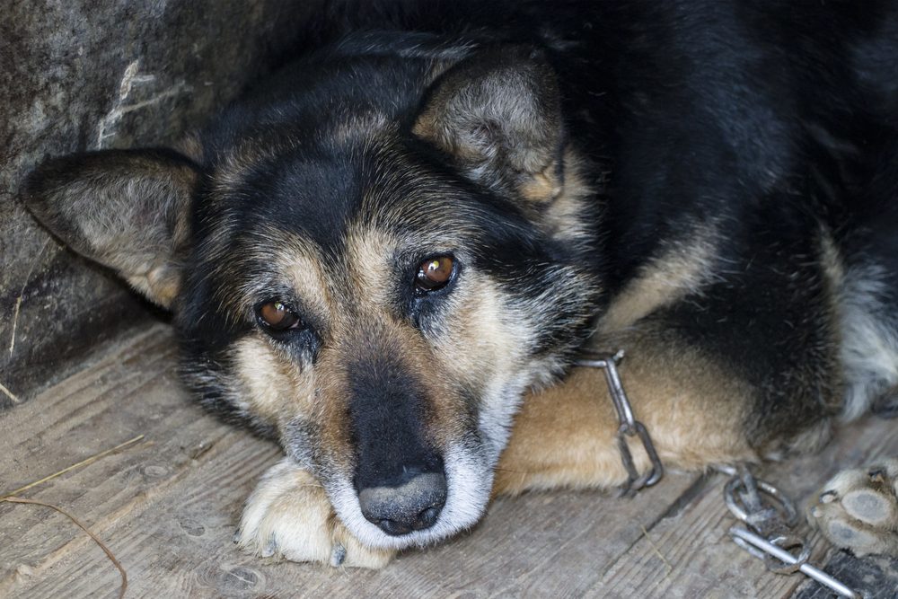 4Pfoten-Urlaub alter Tierschutzhund
