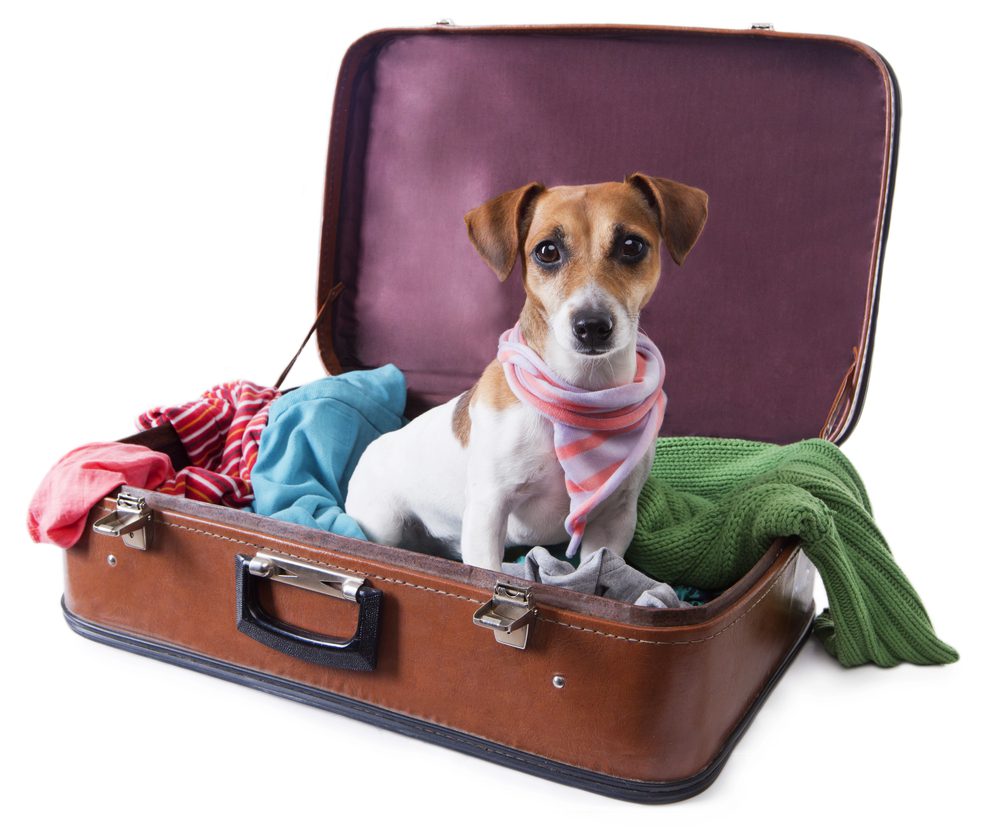 4Pfoten-Urlaub Hund im Koffer