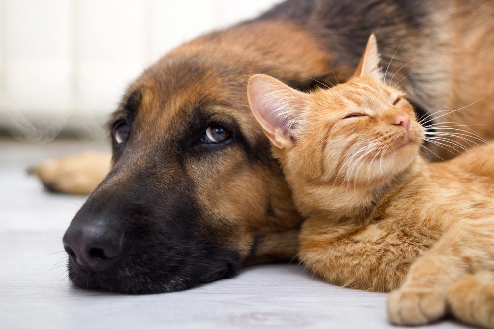 4Pfoten-Urlaub Harmonische Beziehung zwichen Hund und katze