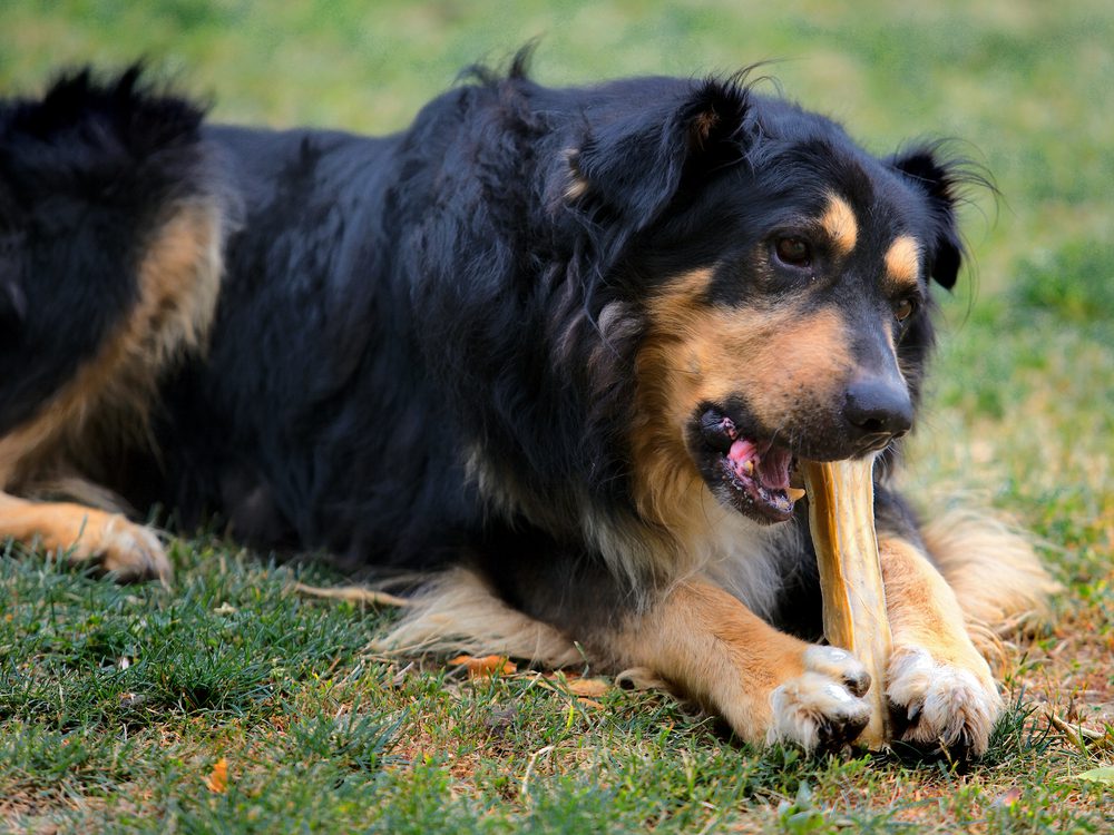 4Pfoten-Urlaub Kausnack für Hunde