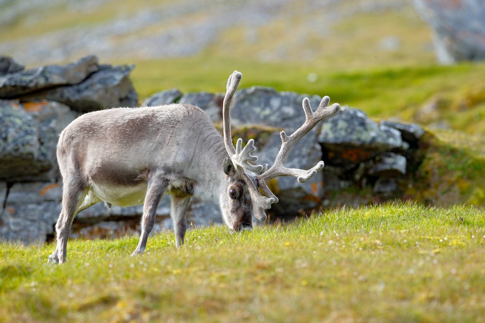4Pfoten-Urlaub Rentier auf Wiese