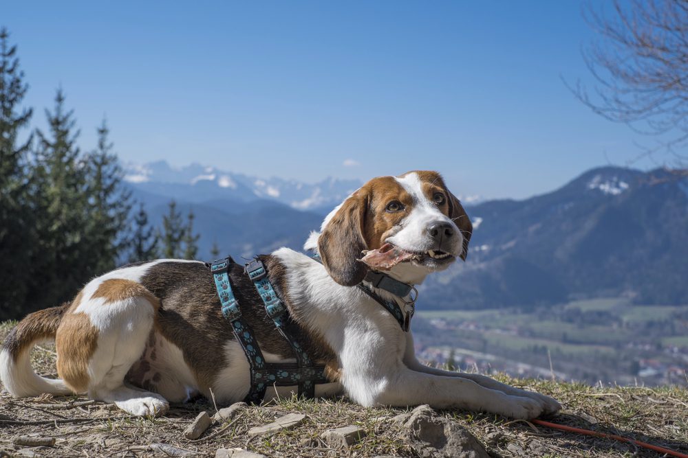 4Pfoten-Urlaub Wandern mit Hund im Urlaub