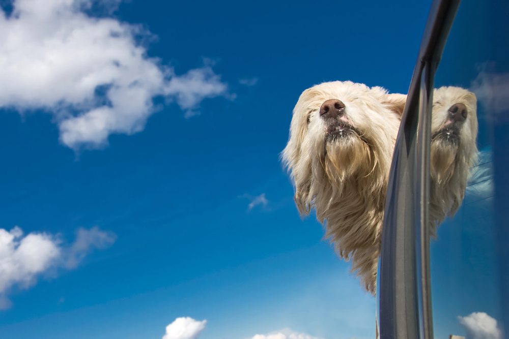 4Pfoten-Urlaub Hund im Auto