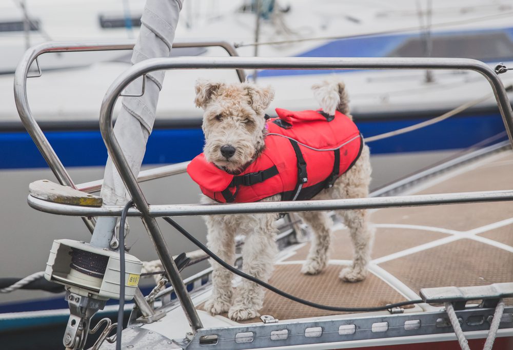 4Pfoten-Urlaub Hausbooturlaub mit Hund