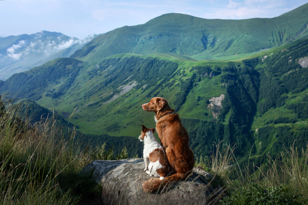 4Pfoten-Urlaub mit Hunden im Urlaub wandern