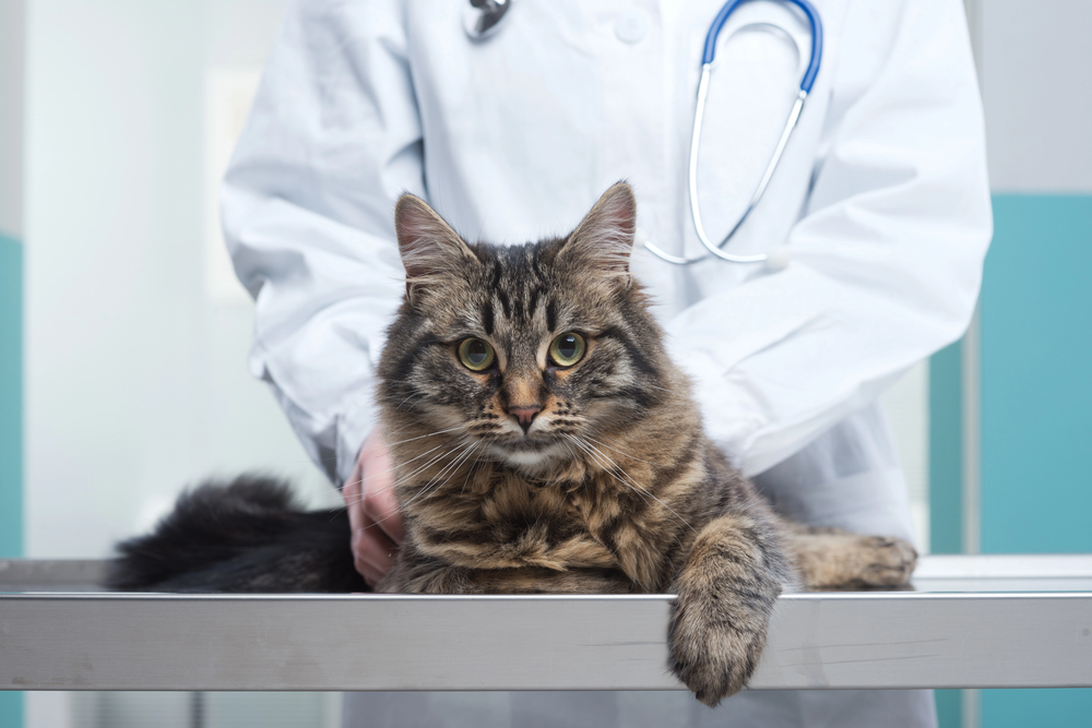 4Pfoten-Urlaub Katze beim Doktor