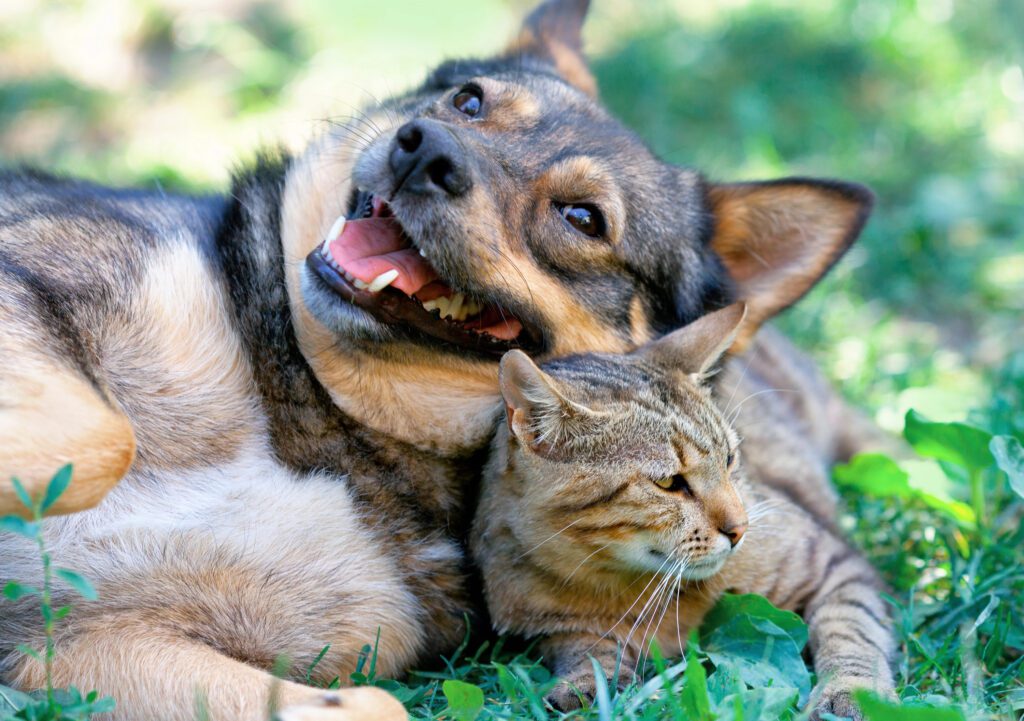4Pfoten-Urlaub Dreamteam Hund und Katze