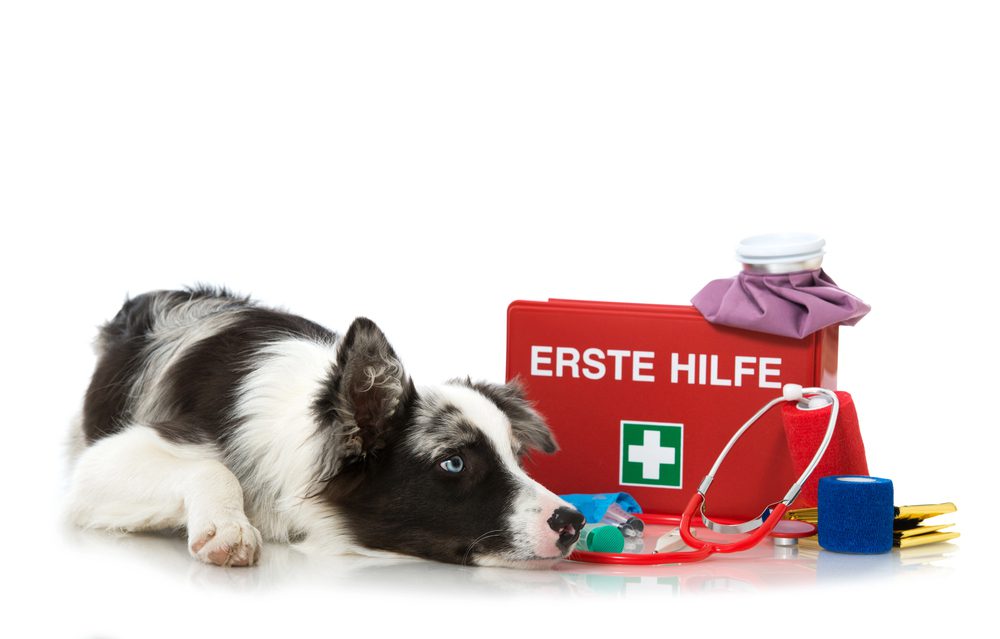 4Pfoten-Urlaub Reiseapotheke für den Hund