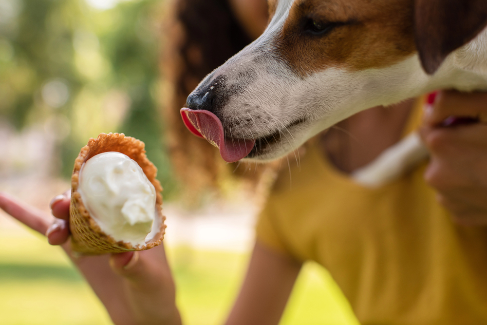 4Pfoten-Urlaub Hund bekommt Eis
