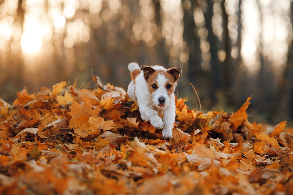 4Pfoten-Urlaub Hund im Herbstlaub