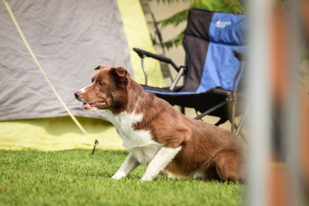 4Pfoten-Urlaub Urlaub mit Hund auf dem Campingplatz