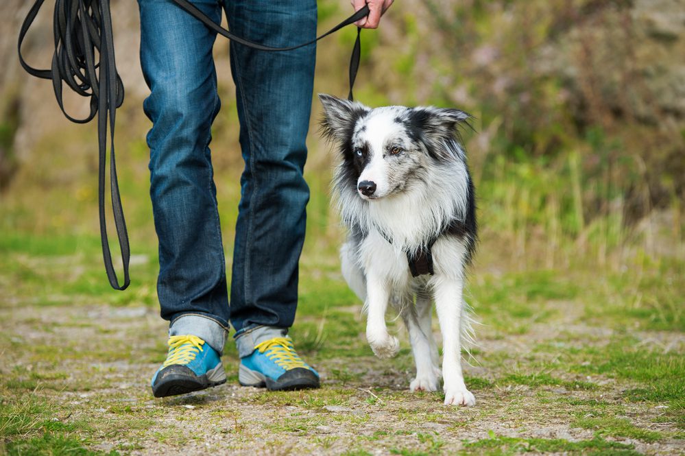 4Pfoten-Urlaub der Vierbeiner wird mit einem Suchhund gesucht