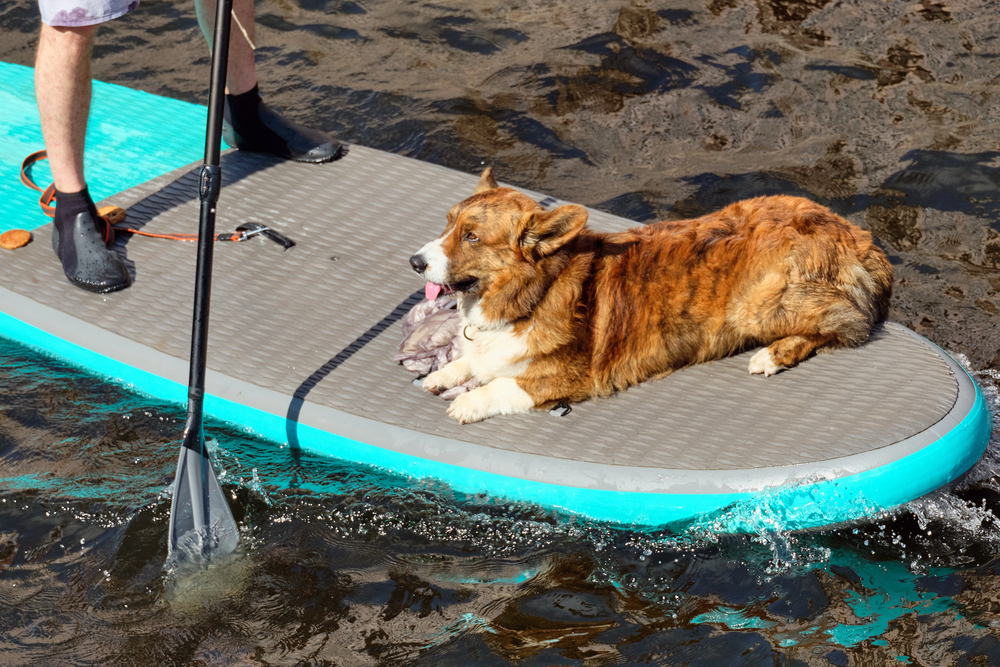 4Pfoten-Urlaub Hund auf Board