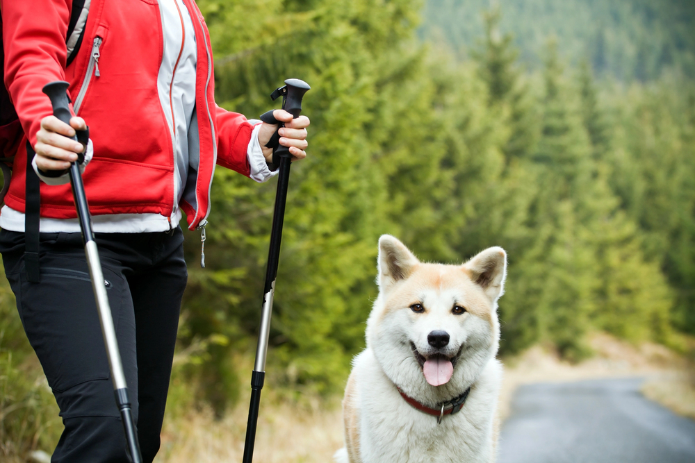 4Pfoten-Urlaub Nordic Walking mit dem Vierbeiner