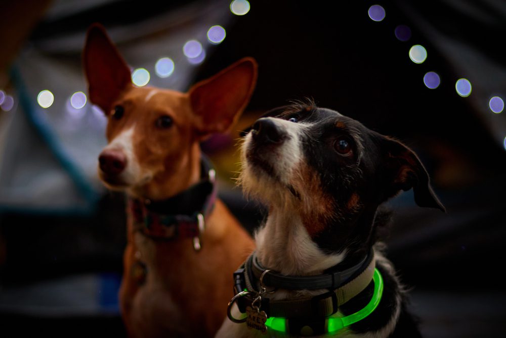 Depositphotos 426481270 S