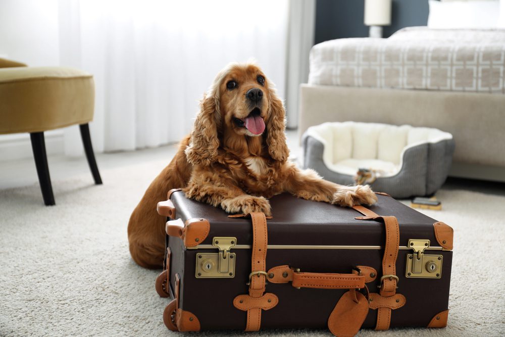 4Pfoten-Urlaub Ferien mit Hund im Hotel