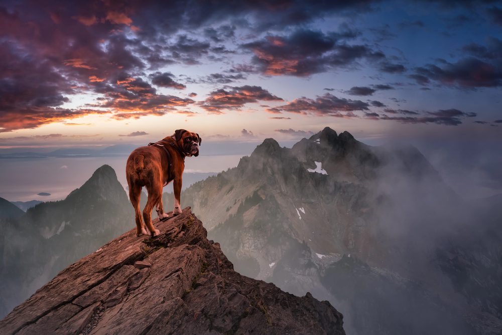 4Pfoten-Urlaub Urlaub mit Hund in den Bergen