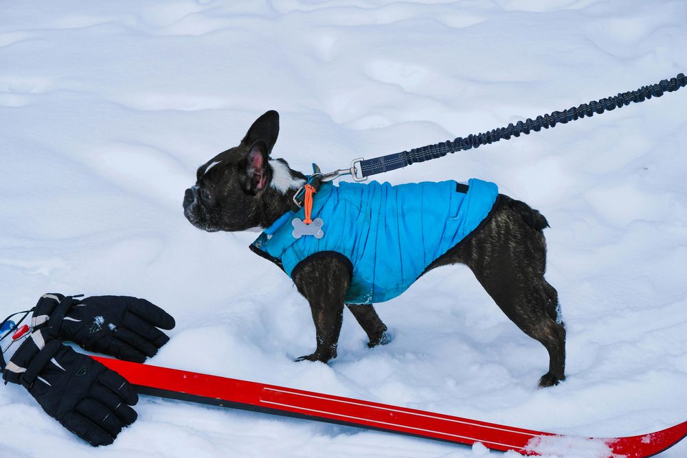 4Pfoten-Urlaub Hund mit Mantel im Schnee