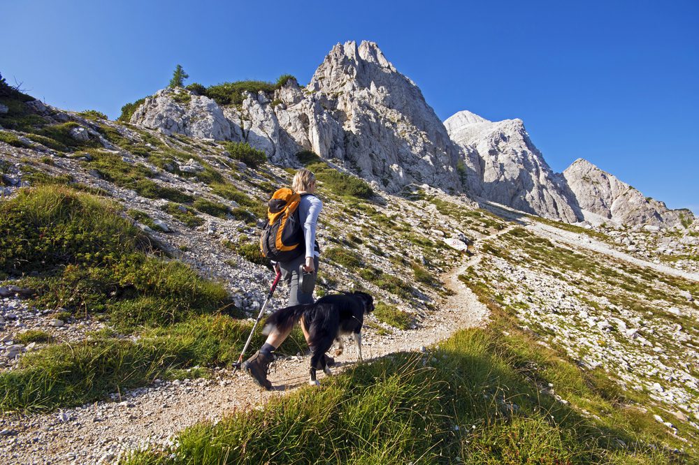 4Pfoten-Urlaub Wanderurlaub mit Hund in den Alpen