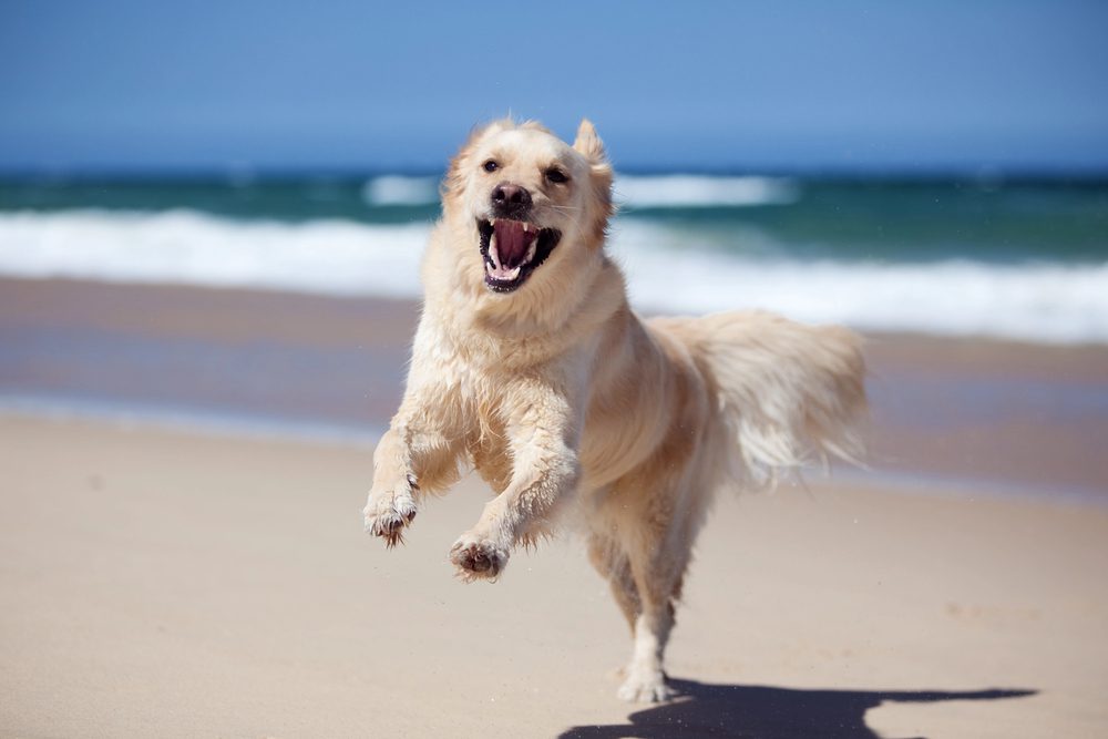 4Pfoten-Urlaub Hund tobt am Ostseestrand