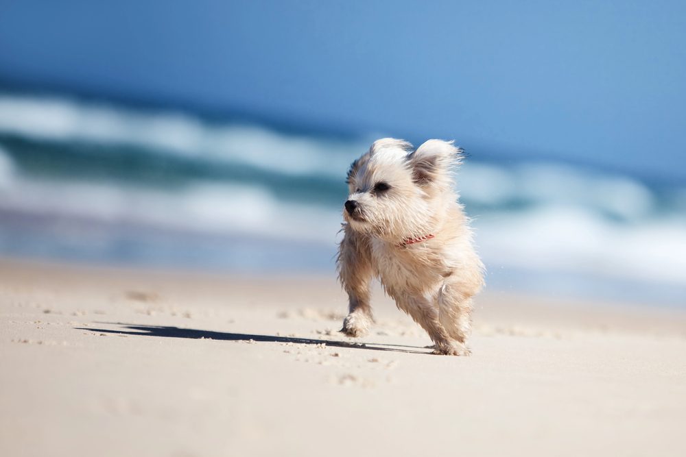4Pfoten-Urlaub Hund am Strand