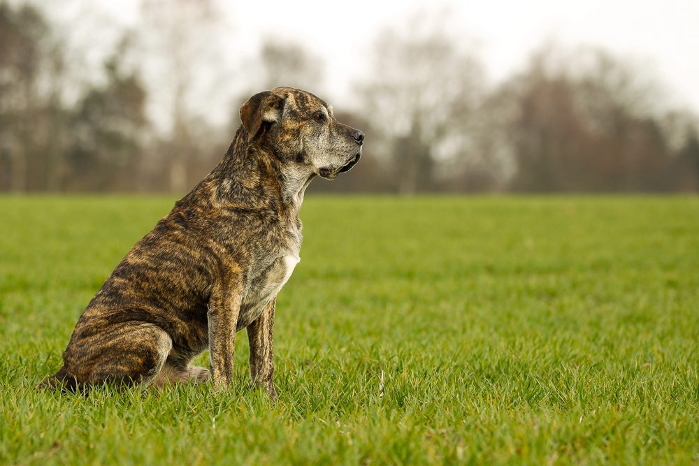 4Pfoten-Urlaub Hundemischling