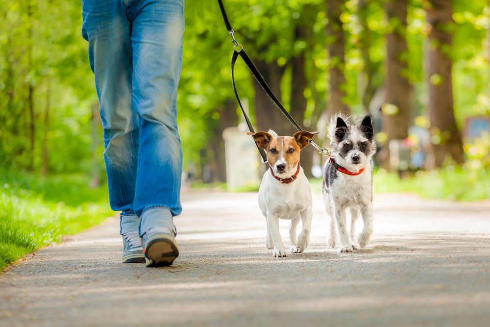 4Pfoten-Urlaub Spazieren gehen mit 2 Hunden
