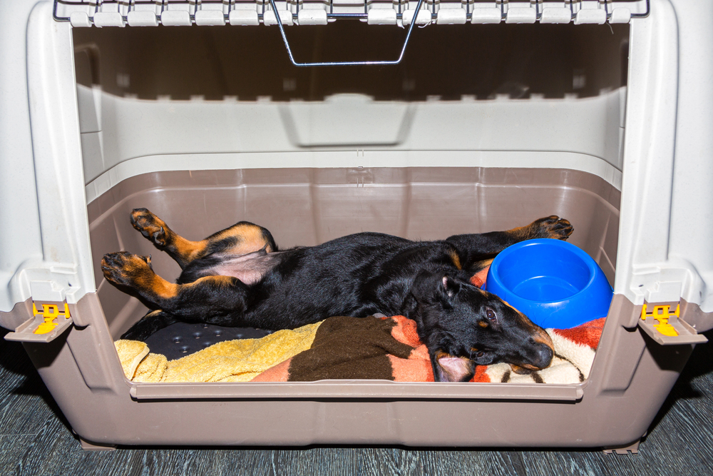 4Pfoten-Urlaub Transportbox für den Hundewelpen