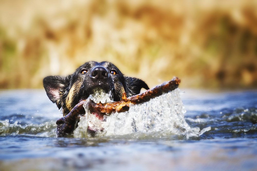 4Pfoten-Urlaub Hund schwimmt