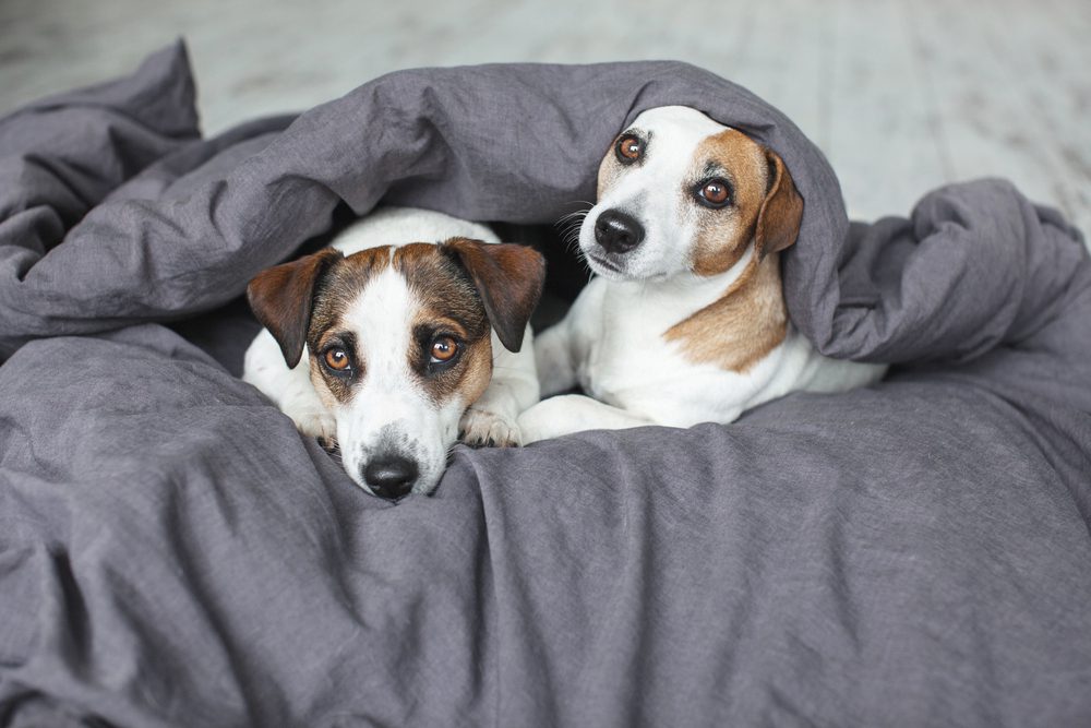 4Pfoten-Urlaub Hunde im Bett