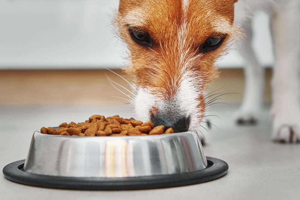 4Pfoten-Urlaub Hundefutter