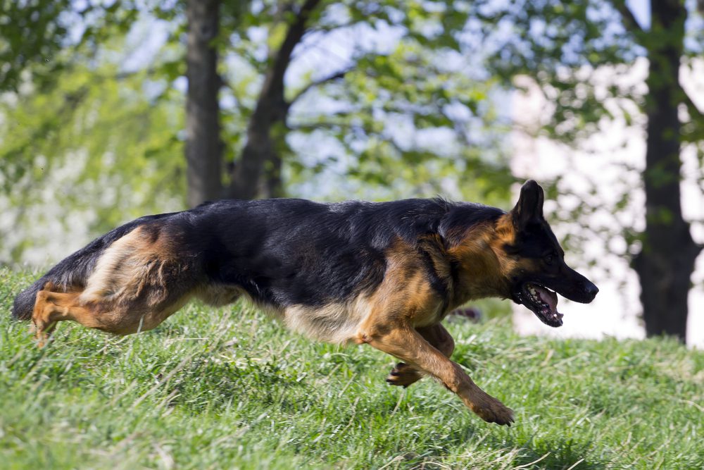 4Pfoten-Urlaub der Hund läuft weg