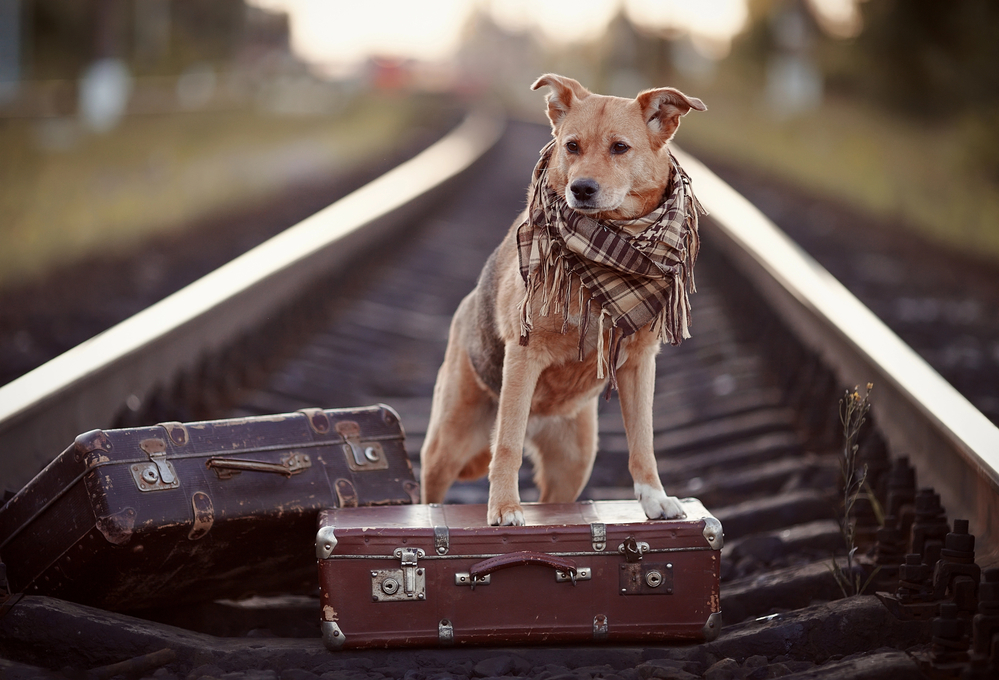 4Pfoten-Urlaub mit dem Hund mit der Bahn verreisen