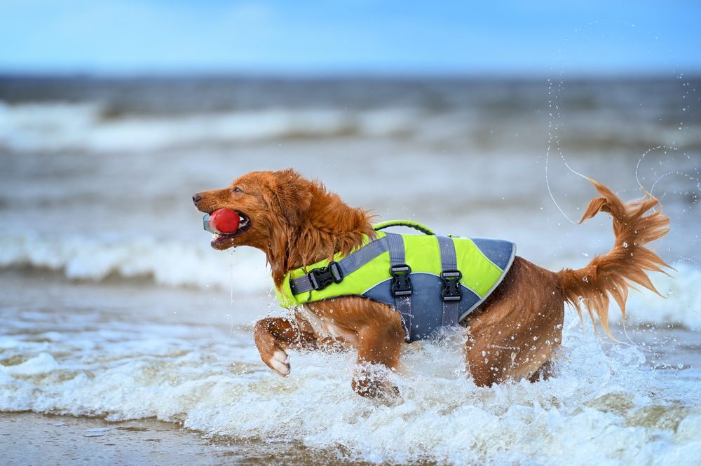4Pfoten-Urlaub Vierbeiner trägt Schwimmweste