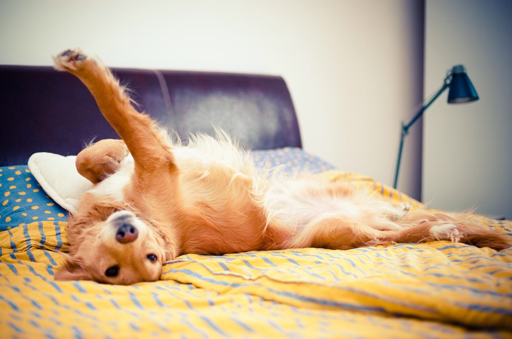 4Pfoten-Urlaub Hundebett