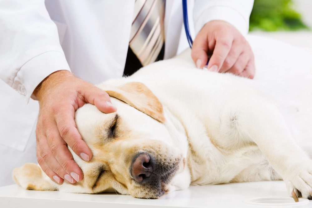 4Pfoten-Urlaub Hundekrankenversicherung