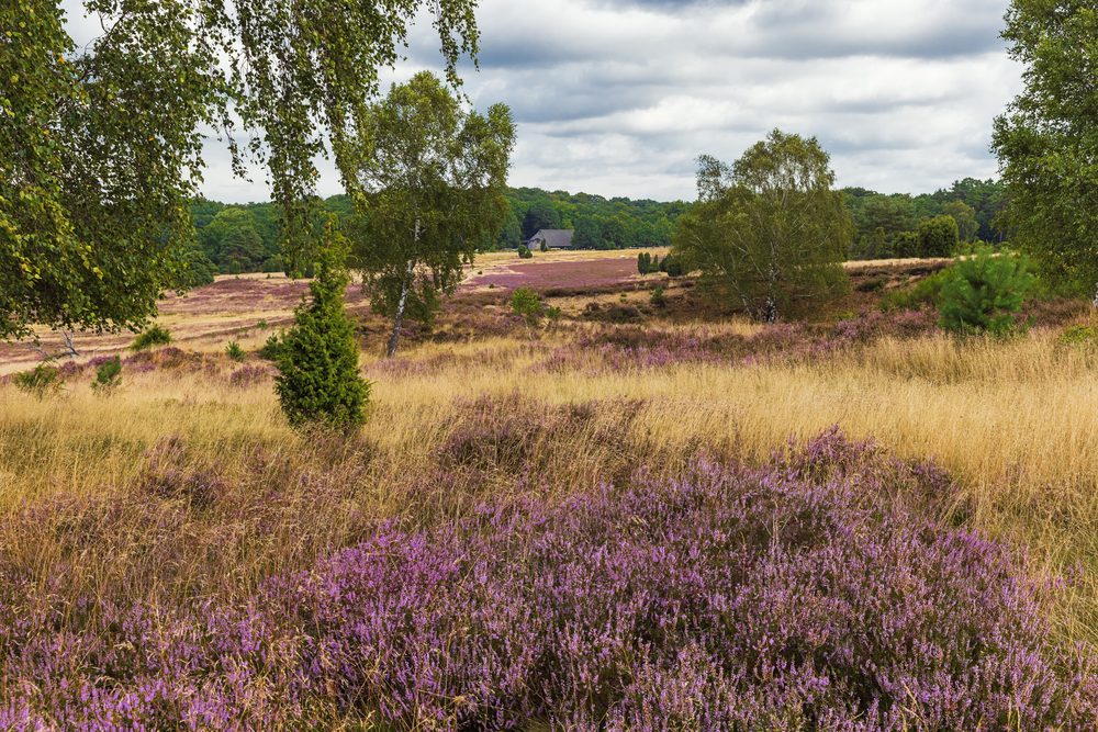 4Pfoten-Urlaub Wandern mit Hund in der Lüneburger Heide