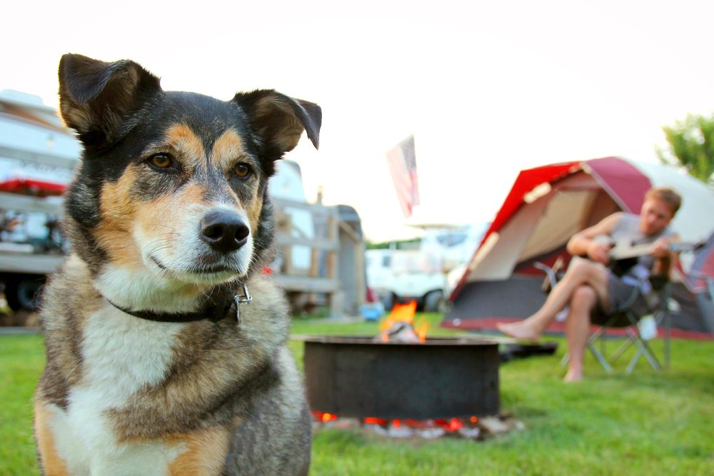 4Pfoten-Urlaub Campen mit Hund