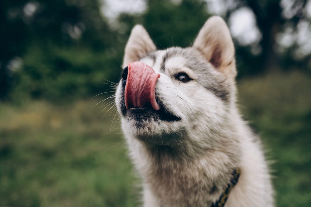 4Pfoten-Urlaub Hundefutter für den Campingausflug
